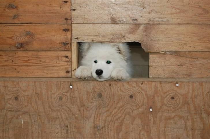 Samojedhund Blue Balou billede 7