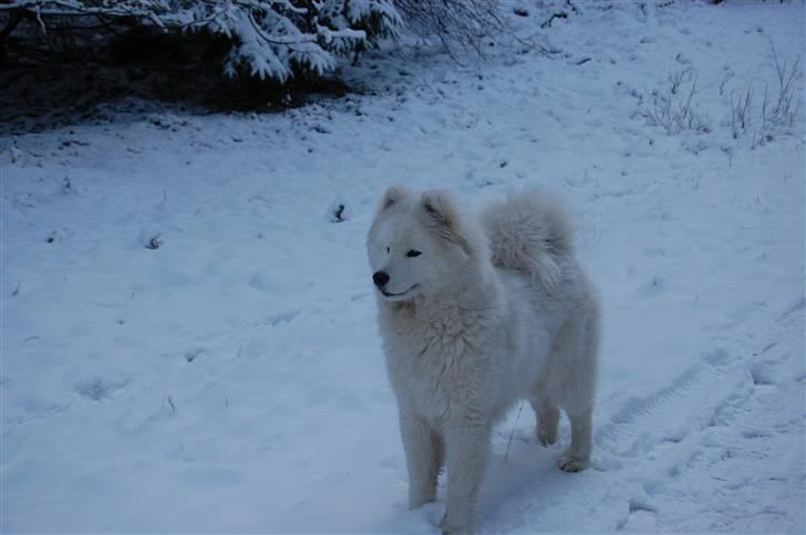 Samojedhund Blue Balou billede 8