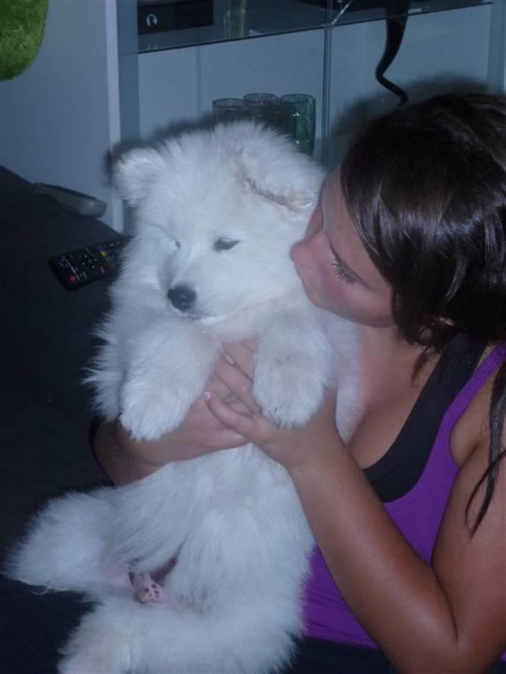 Samojedhund Blue Balou billede 9