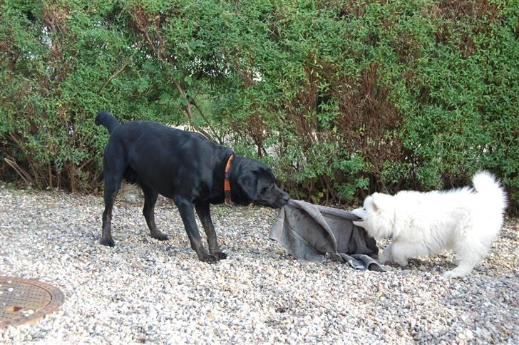 Samojedhund Blue Balou billede 10