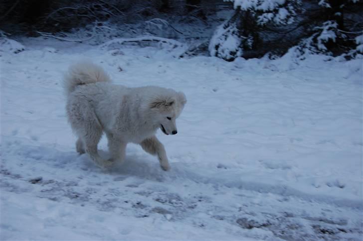 Samojedhund Blue Balou billede 11
