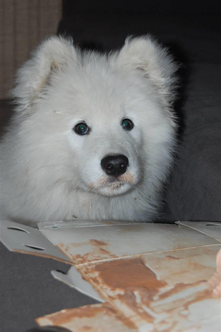 Samojedhund Blue Balou billede 12