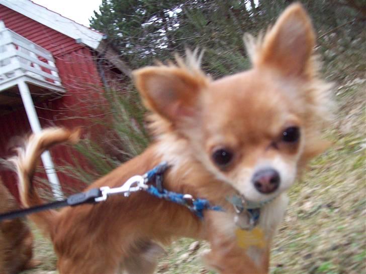 Chihuahua Loui (sir be magic)  billede 5