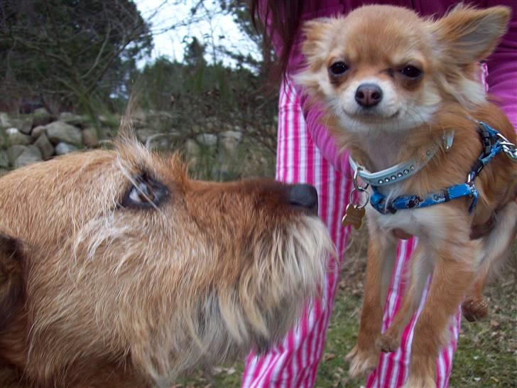 Chihuahua Loui (sir be magic)  billede 6