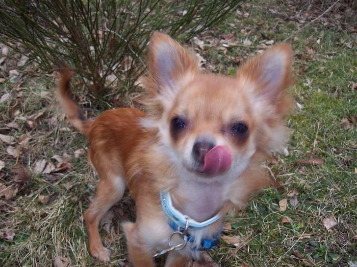 Chihuahua Loui (sir be magic)  billede 7