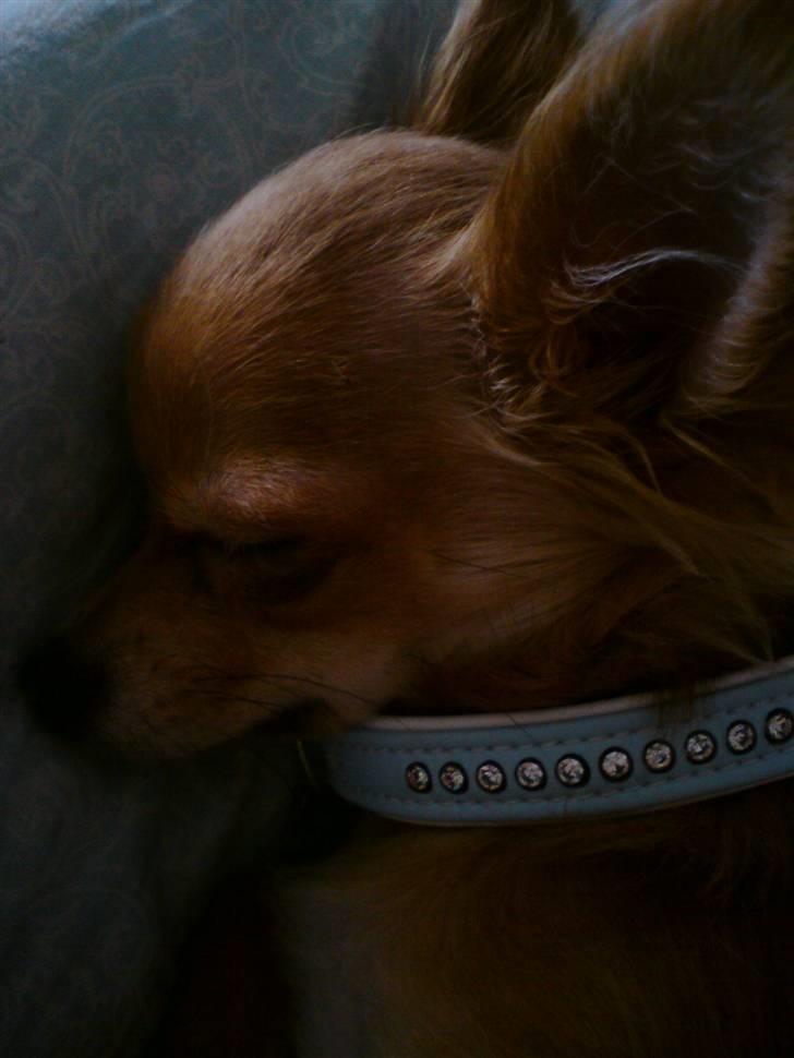 Chihuahua Loui (sir be magic)  billede 14