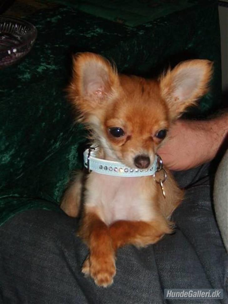 Chihuahua Loui (sir be magic)  billede 8