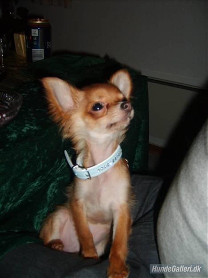 Chihuahua Loui (sir be magic)  billede 9