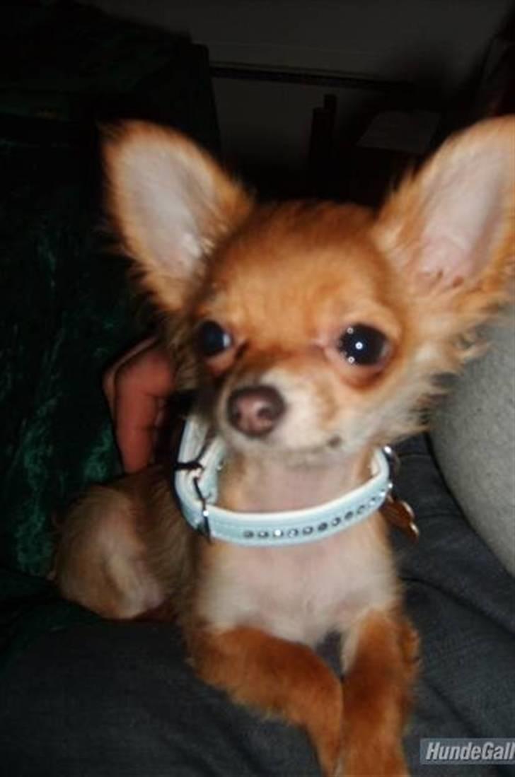 Chihuahua Loui (sir be magic)  billede 10