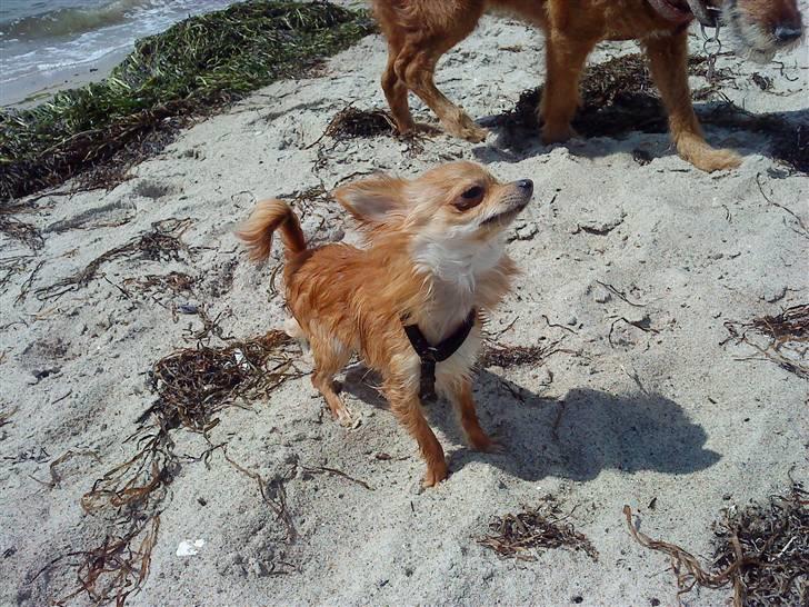Chihuahua Loui (sir be magic)  billede 11
