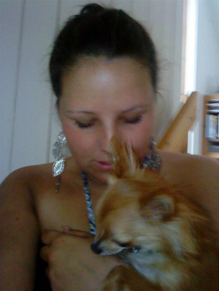 Chihuahua Loui (sir be magic)  billede 12