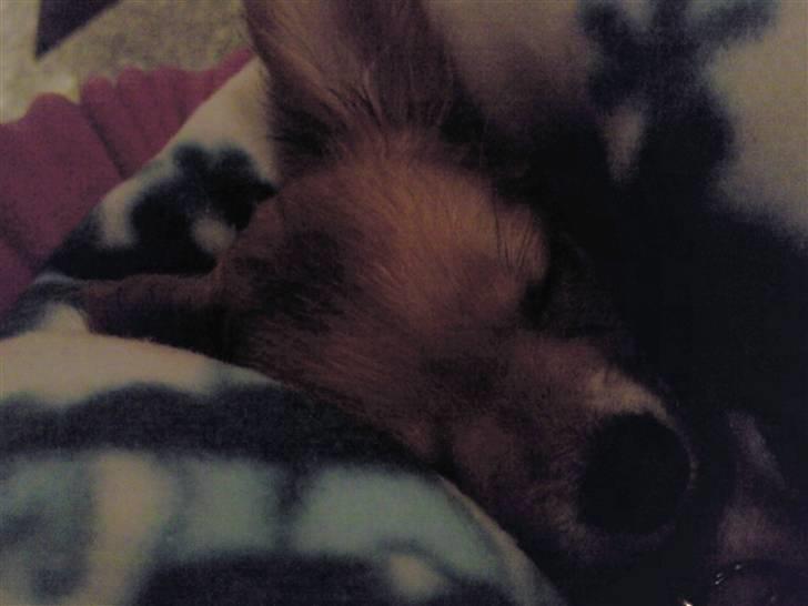 Chihuahua Loui (sir be magic)  billede 15