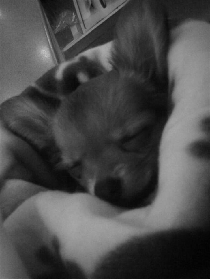 Chihuahua Loui (sir be magic)  billede 13