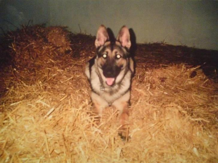 Schæferhund Xella - Xella i hesteboksen. billede 2