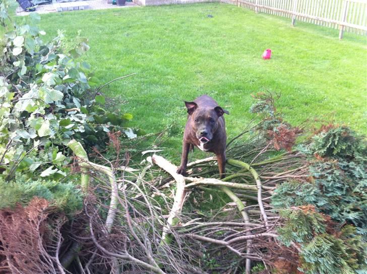 Amerikansk staffordshire terrier Zulu aka. Pølse (himmelhund) billede 13