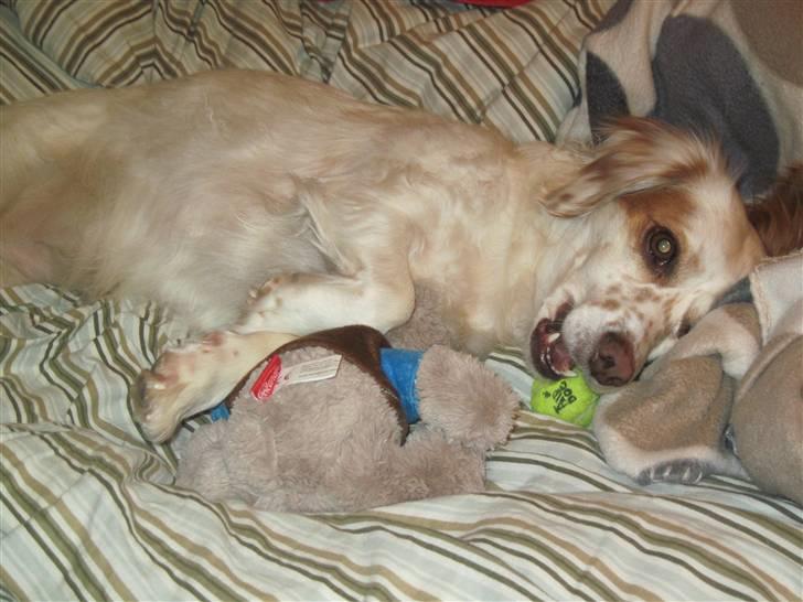 Blanding af racer Vita - græsk gadehund - Lille Vita Bandita :) billede 10