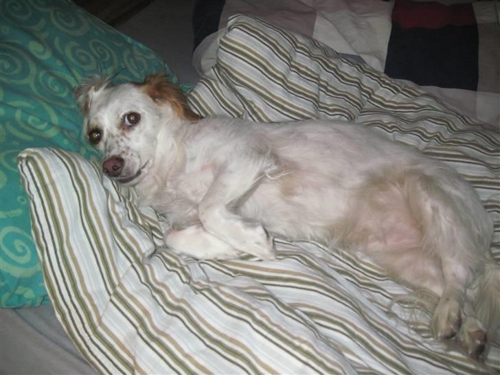 Blanding af racer Vita - græsk gadehund - Tager mig lige en skraber billede 11