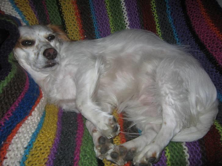 Blanding af racer Vita - græsk gadehund - Ahh, hvor er det bare dejligt at sove billede 12