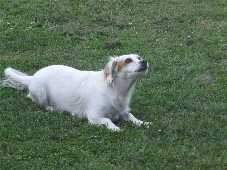 Blanding af racer Vita - græsk gadehund - Den parabol på taget, skal ikke have lov at være der!! :) billede 13