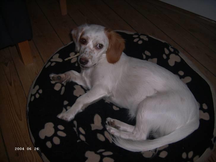 Blanding af racer Vita - græsk gadehund - Jeg hygger mig lige med en lille tyggepind  billede 14