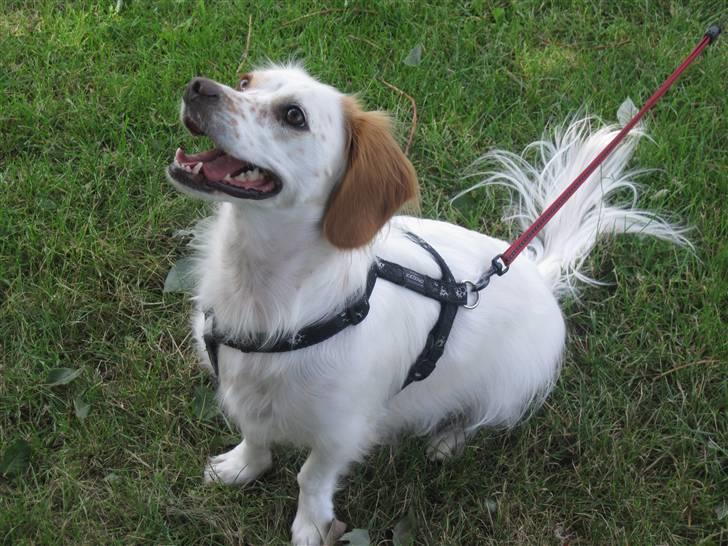 Blanding af racer Vita - græsk gadehund billede 15