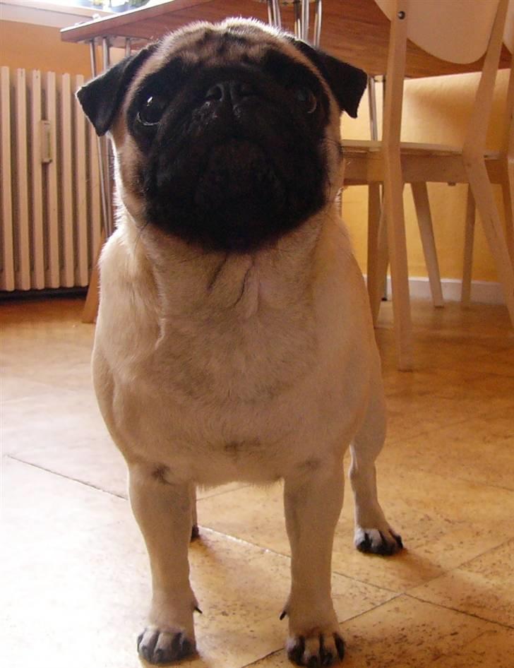 Mops Souvinier's Hilda (Donna) - Donna d. 30 august 2010 billede 16