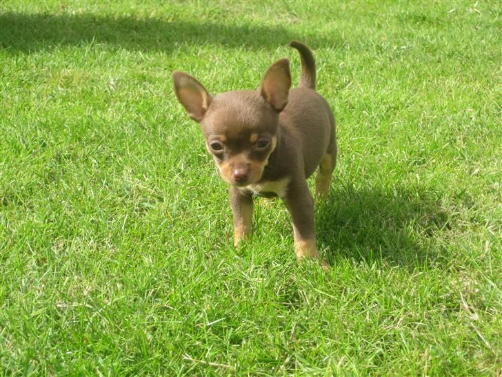 Chihuahua Malou - Lille Malou piqe ude i haven (: billede 1