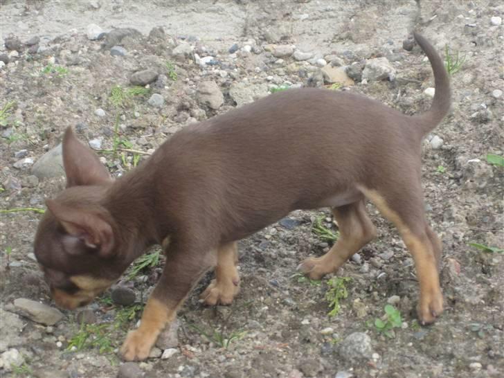 Chihuahua Malou - Malou piqe på jagt i ´´Junglehaven´´ billede 2