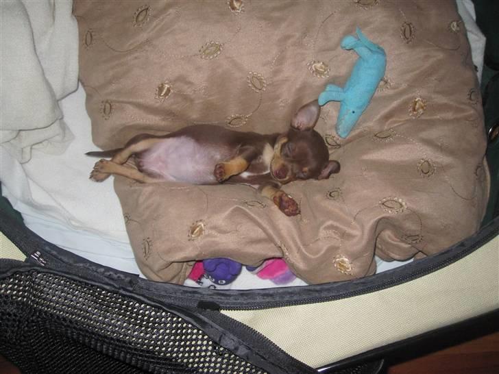 Chihuahua Malou - Sovetrunte <3 billede 3