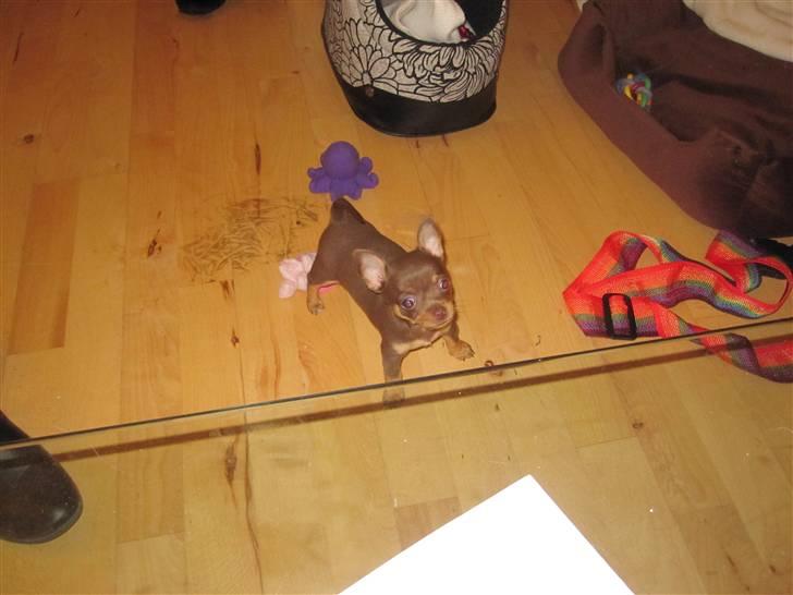 Chihuahua Malou - Så fin lille vagthund .. billede 4