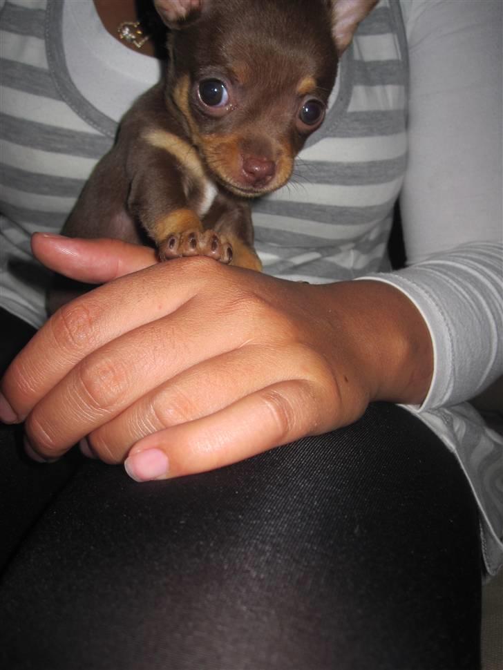 Chihuahua Malou - <3 billede 5