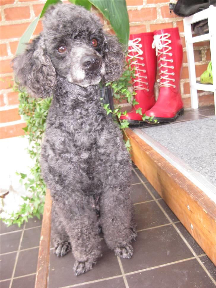 Dværgpuddel Monty billede 1