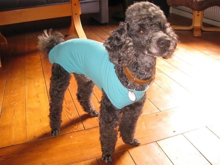 Dværgpuddel Monty - han har fået bodystocking på fordi han lige er  blevet kastereret billede 2