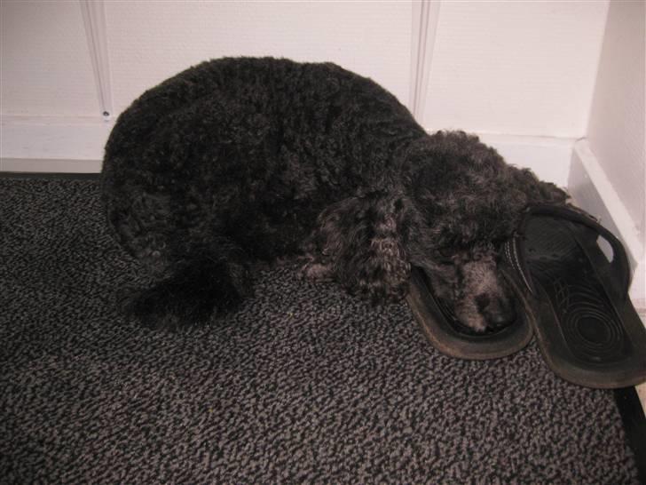 Dværgpuddel Monty billede 3