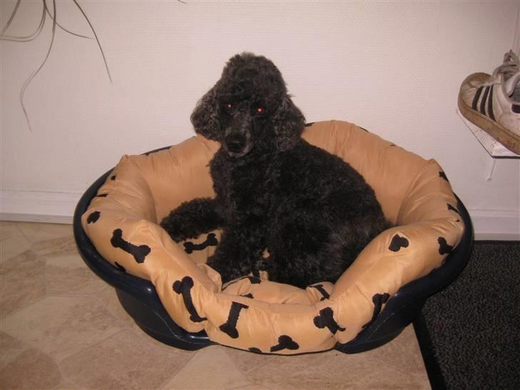 Dværgpuddel Monty billede 4