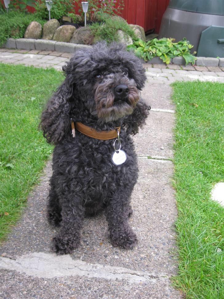 Dværgpuddel Monty - Monty før han blev klippet billede 5