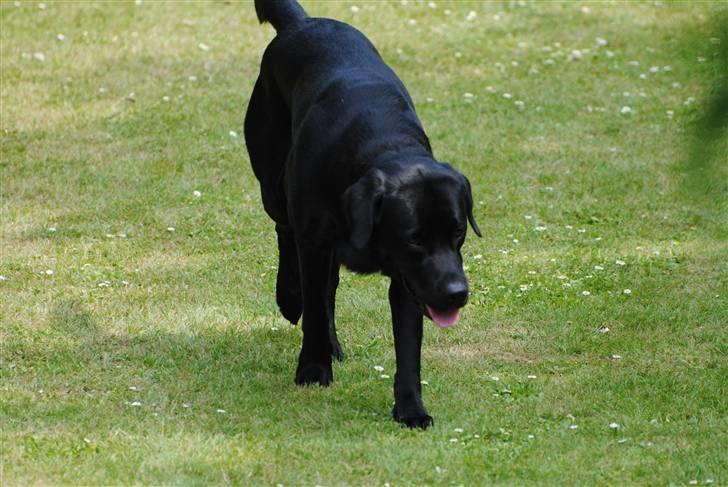 Labrador retriever Bonzo billede 1