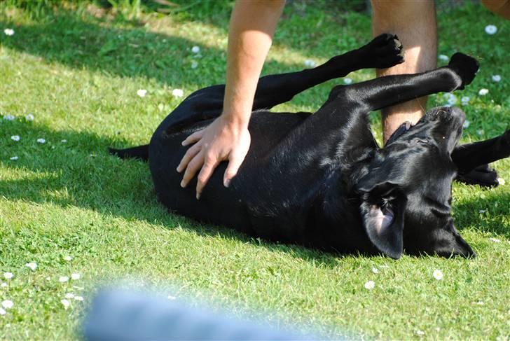 Labrador retriever Bonzo billede 2