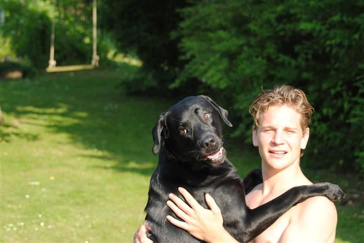 Labrador retriever Bonzo billede 3