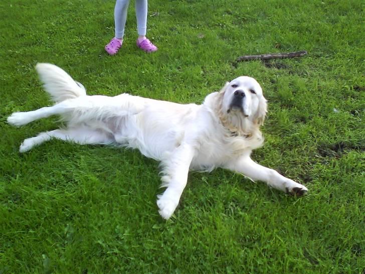 Golden retriever pole pooition de ria vela - min foto´model billede 1