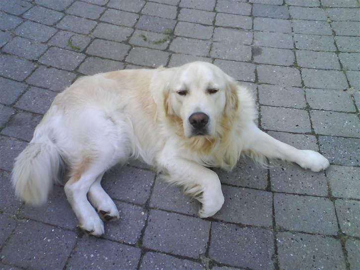 Golden retriever pole pooition de ria vela - efter en lang tur :D billede 2