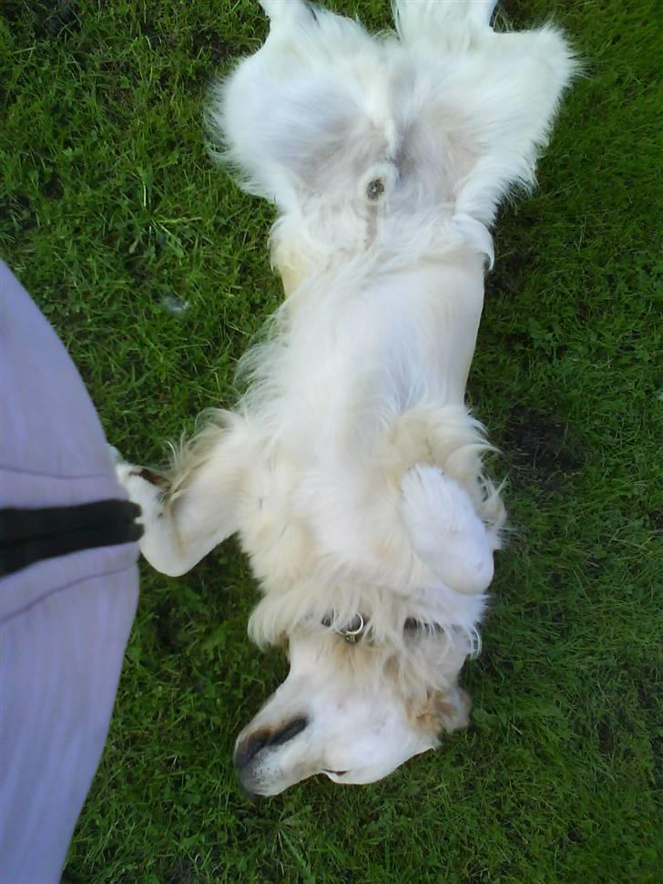 Golden retriever pole pooition de ria vela - han elsker at blive kløet på maven :D :) billede 3