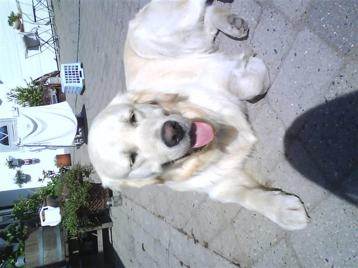 Golden retriever pole pooition de ria vela - soolskinds vær  billede 4