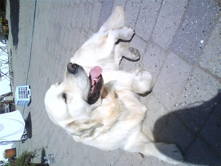 Golden retriever pole pooition de ria vela - samme da saamme sted (: :D billede 5