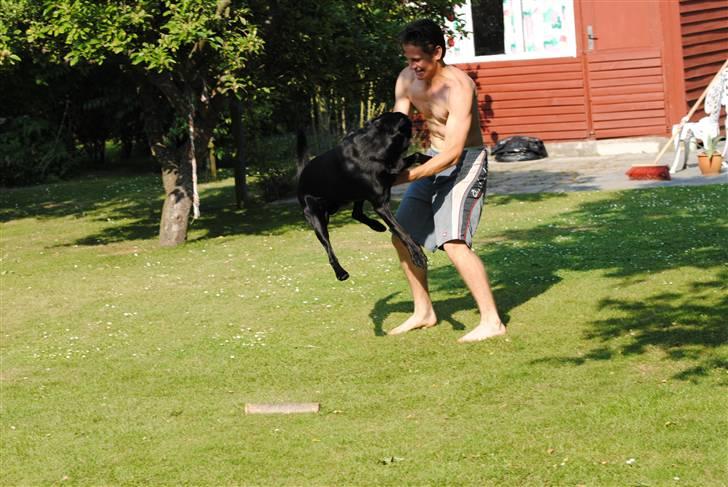 Labrador retriever Bonzo billede 4