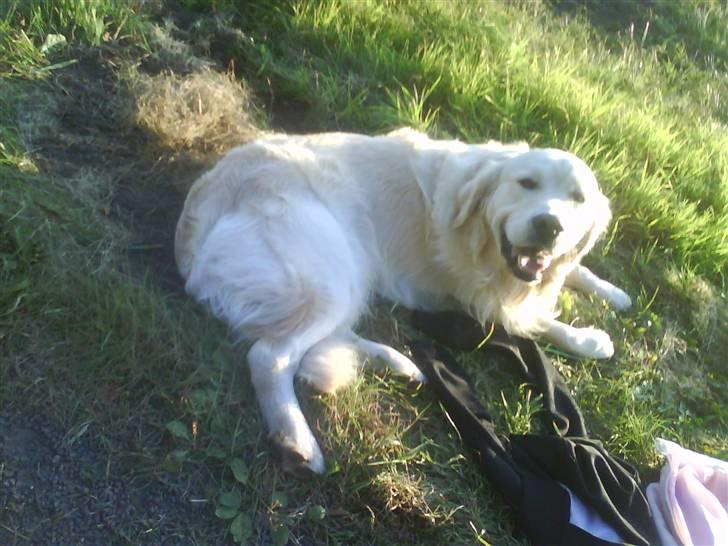 Golden retriever pole pooition de ria vela - på tur med nærboen josefine billede 6