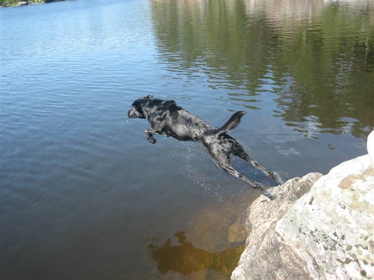 Labrador retriever Bonzo billede 5