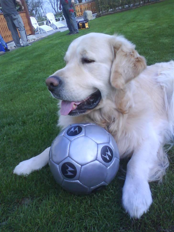 Golden retriever pole pooition de ria vela - han elsker boldte :D billede 7