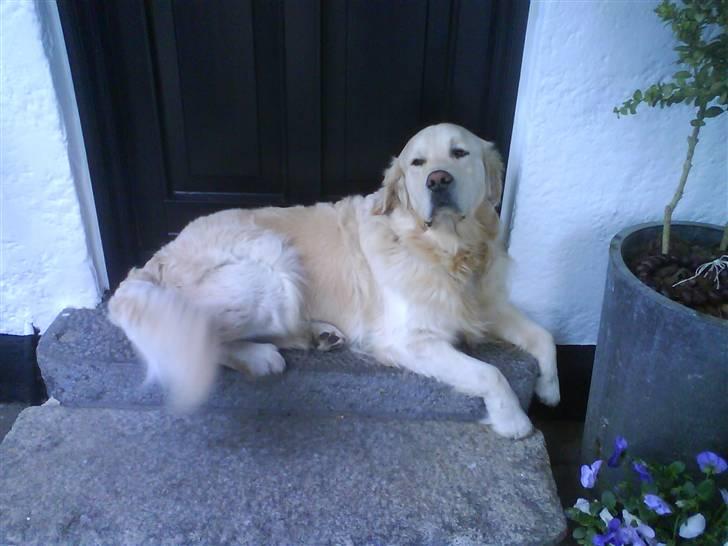 Golden retriever pole pooition de ria vela - je kunne ikke komme ind for ham :D billede 8