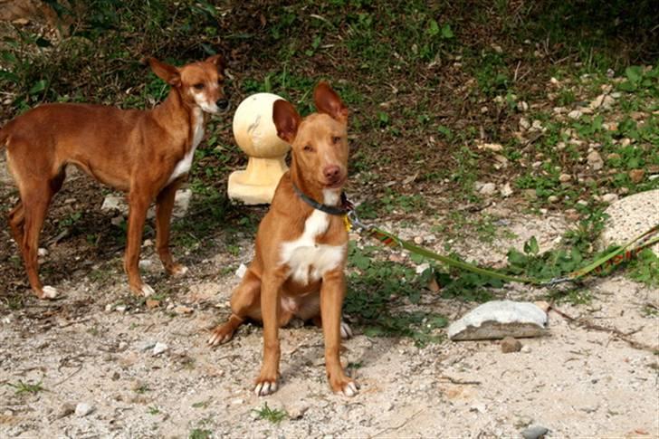 Podenco ibicenco Lucas billede 3